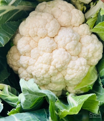 فروش گل کلم