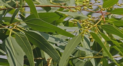 فروش اکالیپتوس (گیاه‌ دارویی)