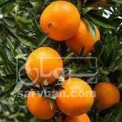فروش پرتقال