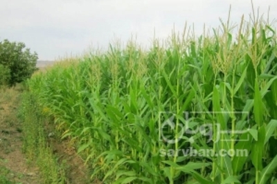 فروش ذرت علوفه ای