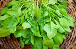 فروش شاهی - تره تیزک