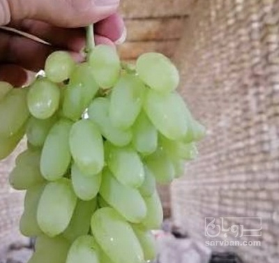فروش انگور کاشمری