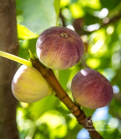 فروش انجیر