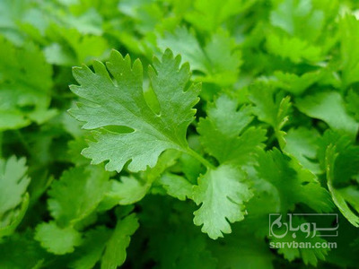 فروش جعفری تازه