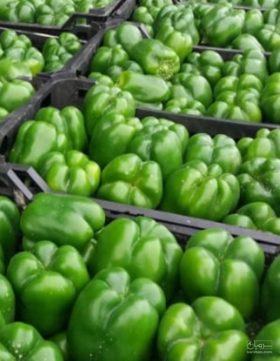 فروش فلفل دلمه ای