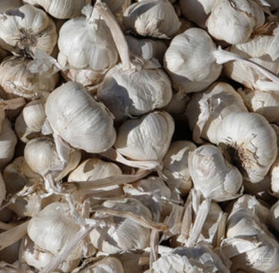 فروش سیر