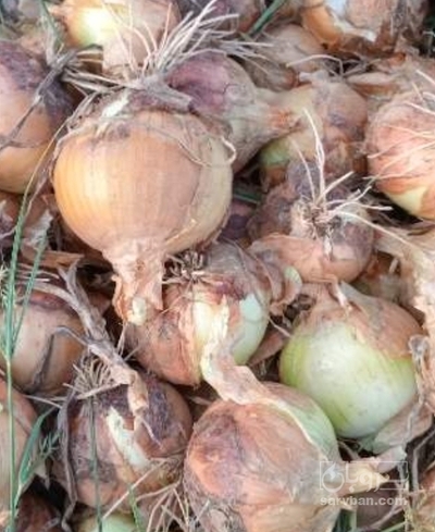 فروش پیاز