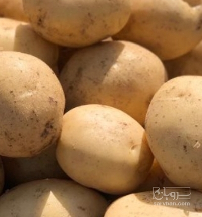 فروش سیب زمینی