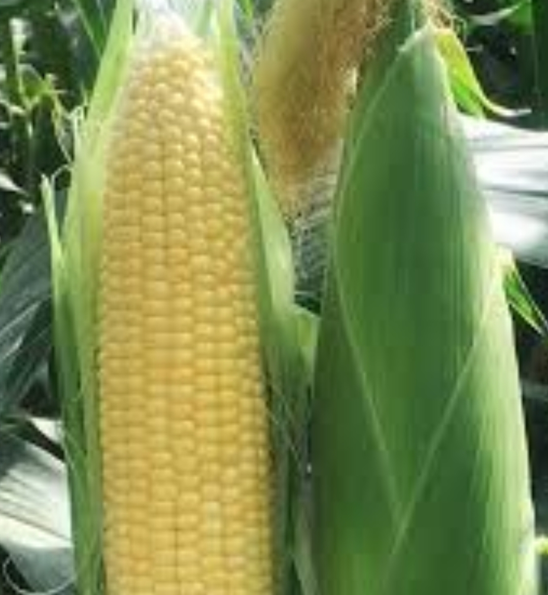 فروش ذرت مکزیکی