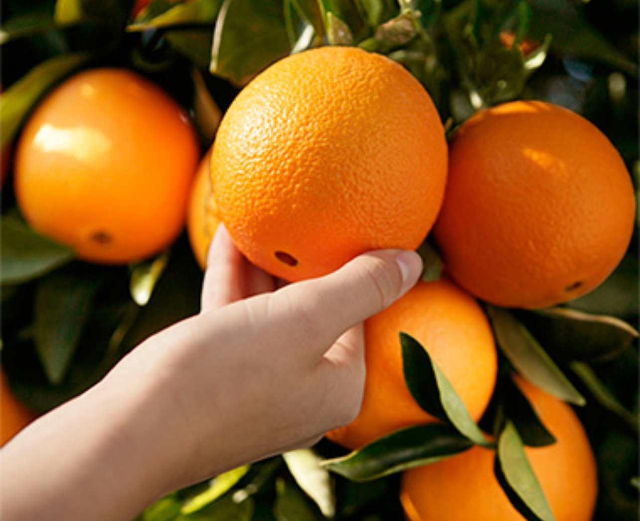 فروش پرتقال خونی