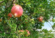 فروش محصولات باغی