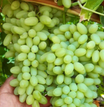 فروش انگور