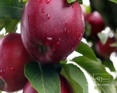 فروش سیب قرمز