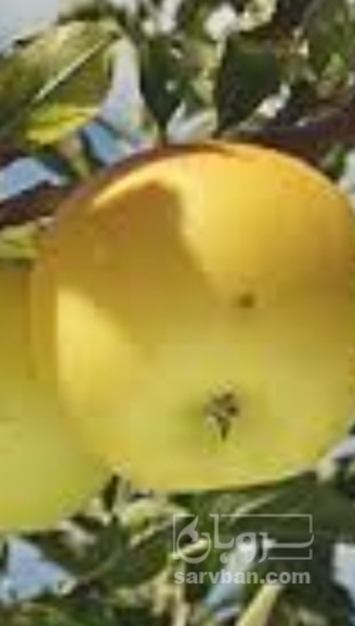 فروش سیب زرد