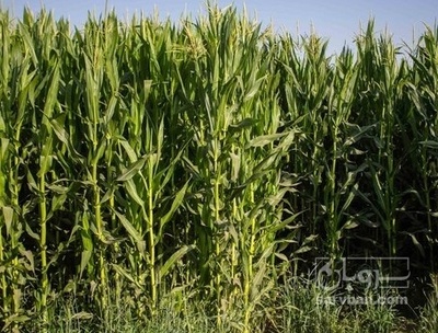 فروش چاپر ذرت - سیلاژ ذرت