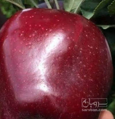 فروش سیب قرمز
