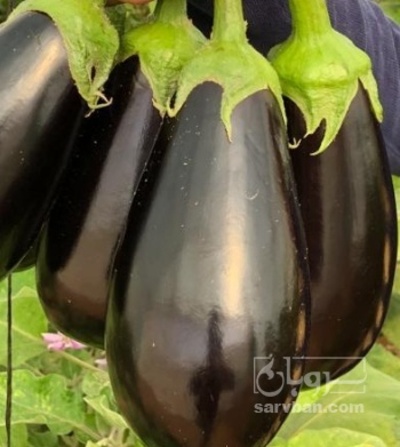 بادمجان لامپی