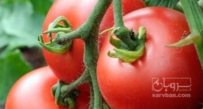 فروش گوجه فرنگی 4129