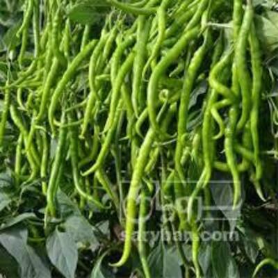 فروش فلفل شمشیری