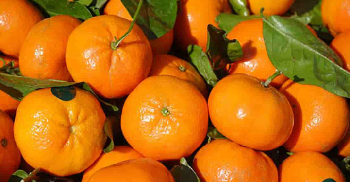 فروش نارنگی