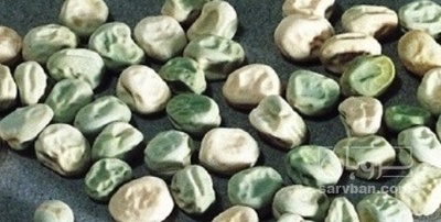 فروش نخود فرنگی بذری پفکی