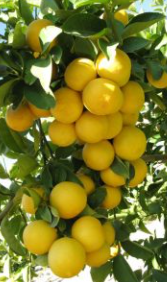 فروش لیمو شیرین