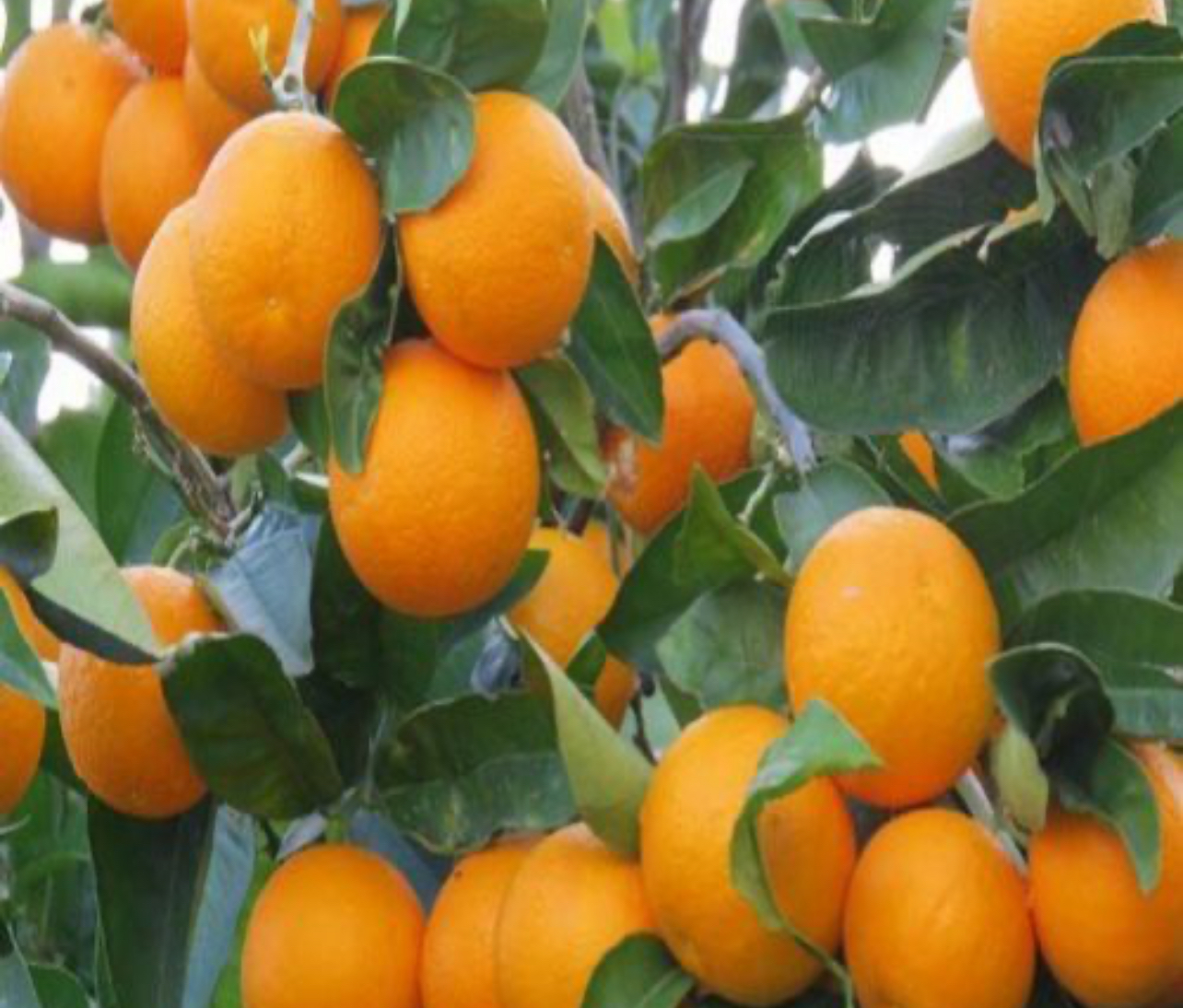 فروش پرتقال بیروتی