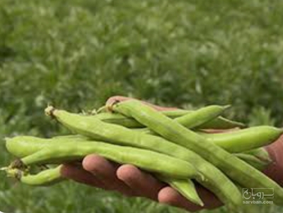 فروش باقلا تازه - باقالی - باقالا