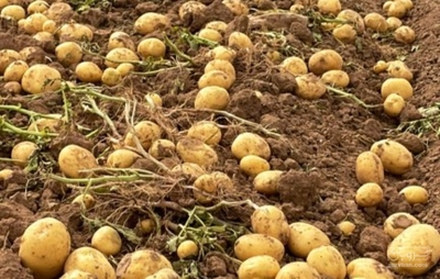 فروش سیب زمینی