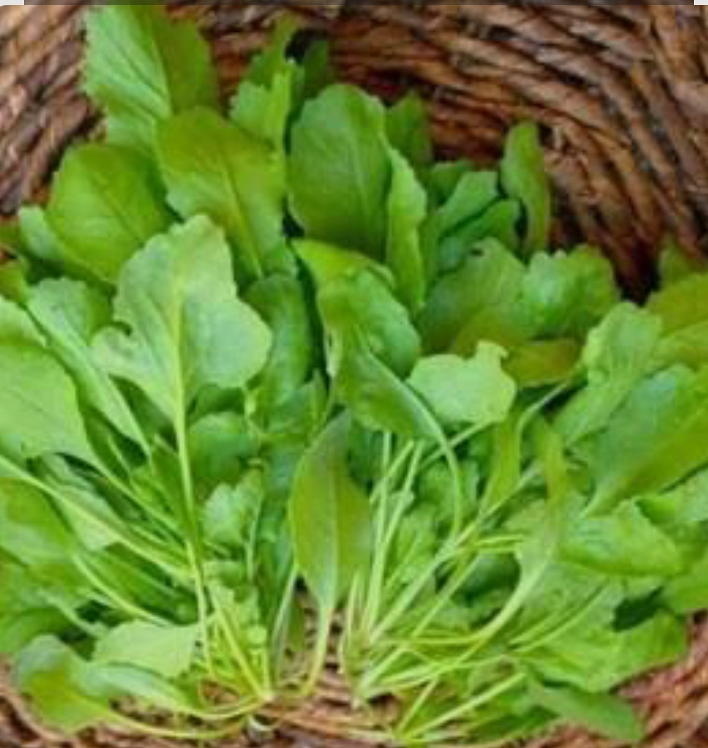 فروش شاهی - تره تیزک