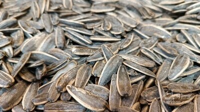 فروش تخمه آفتابگردان بود داده