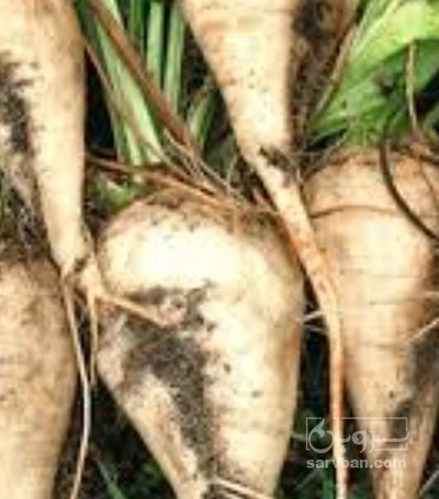 فروش چغندر قند