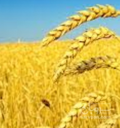فروش گندم