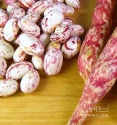 فروش لوبیا چیتی