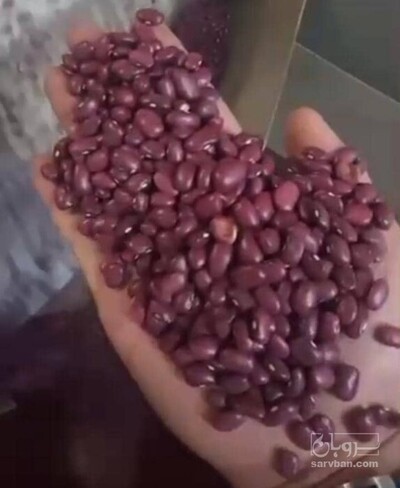 فروش لوبیا قرمز