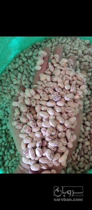 فروش لوبیا چیتی