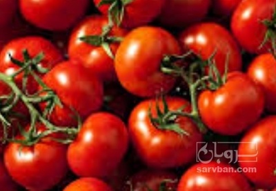 فروش گوجه فرنگی