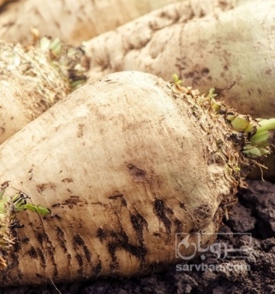 فروش چغندر قند