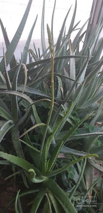 فروش آلوئه ورا (گیاه‌ دارویی)
