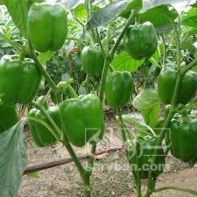 فروش فلفل دلمه ای