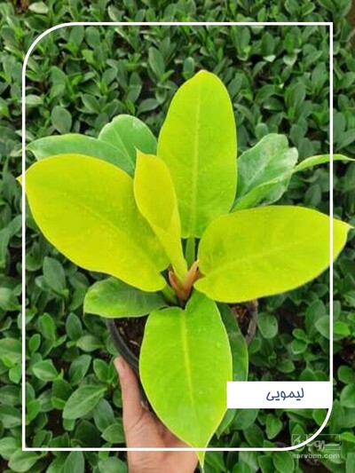 فروش فیلودندرون