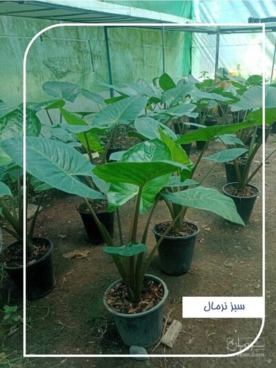 فروش بابا آدم
