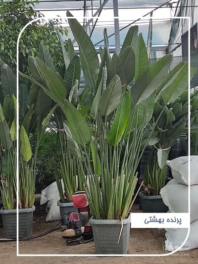 فروش  استرلیتزیا