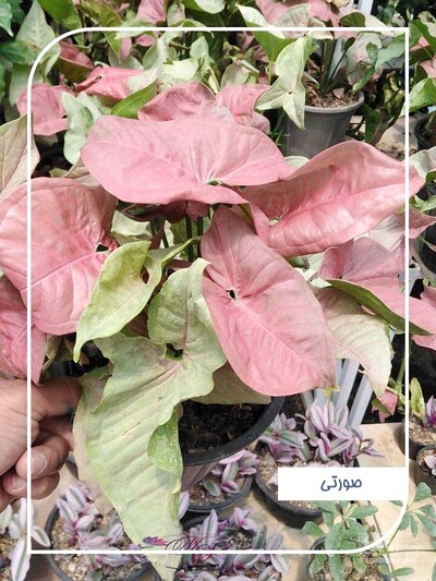 فروش سینگینیوم
