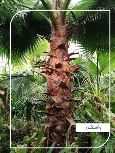 فروش  نخل واشنگتن