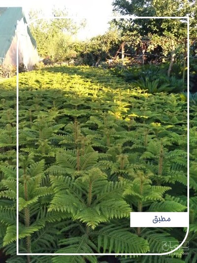 فروش کاج مطبق