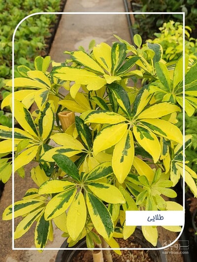 فروش شفلرا