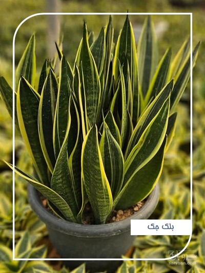 فروش انواع سانسوریا  پاکوتاه