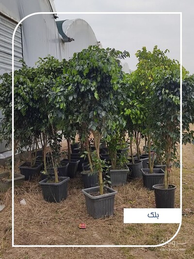 فروش بنجامین