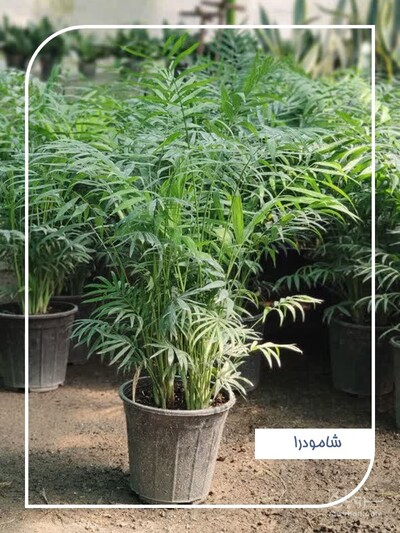 فروش شامودرا